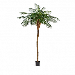 Аренда финиковой пальмы 2,5м